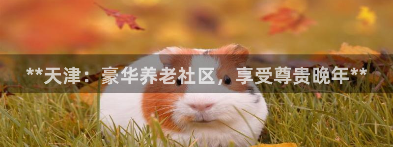 韦德游戏是什么