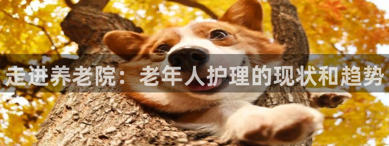 韦德游戏是什么